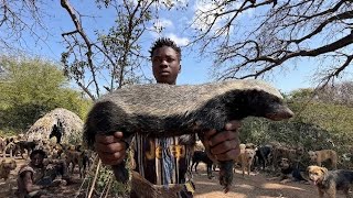 Incredible! Hadzabe  Hunters Tracks a Fearless Honey Badger 