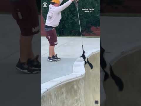 Man rescues skunk using skateboard and leash in Pennsylvania #shorts