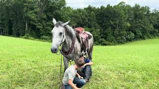 Full The Horse Bay - listing for Emanuel Schlabach News