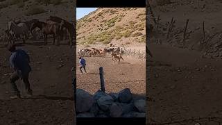 cordillera de la región del maule, Chile juntando la tropilla. #cordillera #caballos #chile