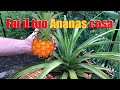 Come coltivare l'ananas a casa Italiano