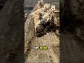 How Australia Blasts Mountains Apart The Science Behind Multi Blast Mining