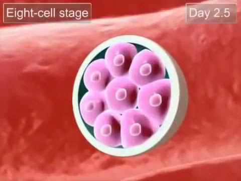 Video: Wat wordt bedoeld met blastocyst?