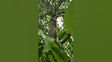 Audiomoth deploy in Apple tree to record rat bats