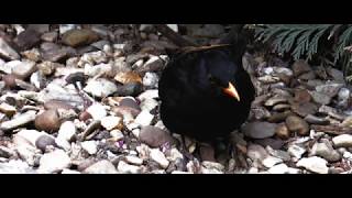 Free Footage Blackbird HD (1920x1080) 50p