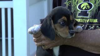 Beagle Puppies by Sue Dyer 94 views 1 year ago 8 minutes, 39 seconds