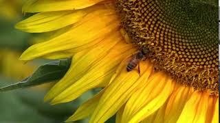 Sun Flower Bee Summer No Copyright Video1