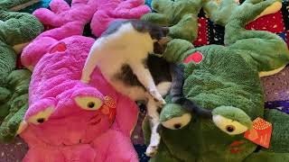 Vasya Is Grooming Himself.