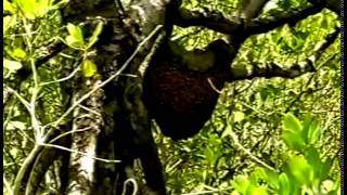 The Last Maneater Killer Tigers of India Profile