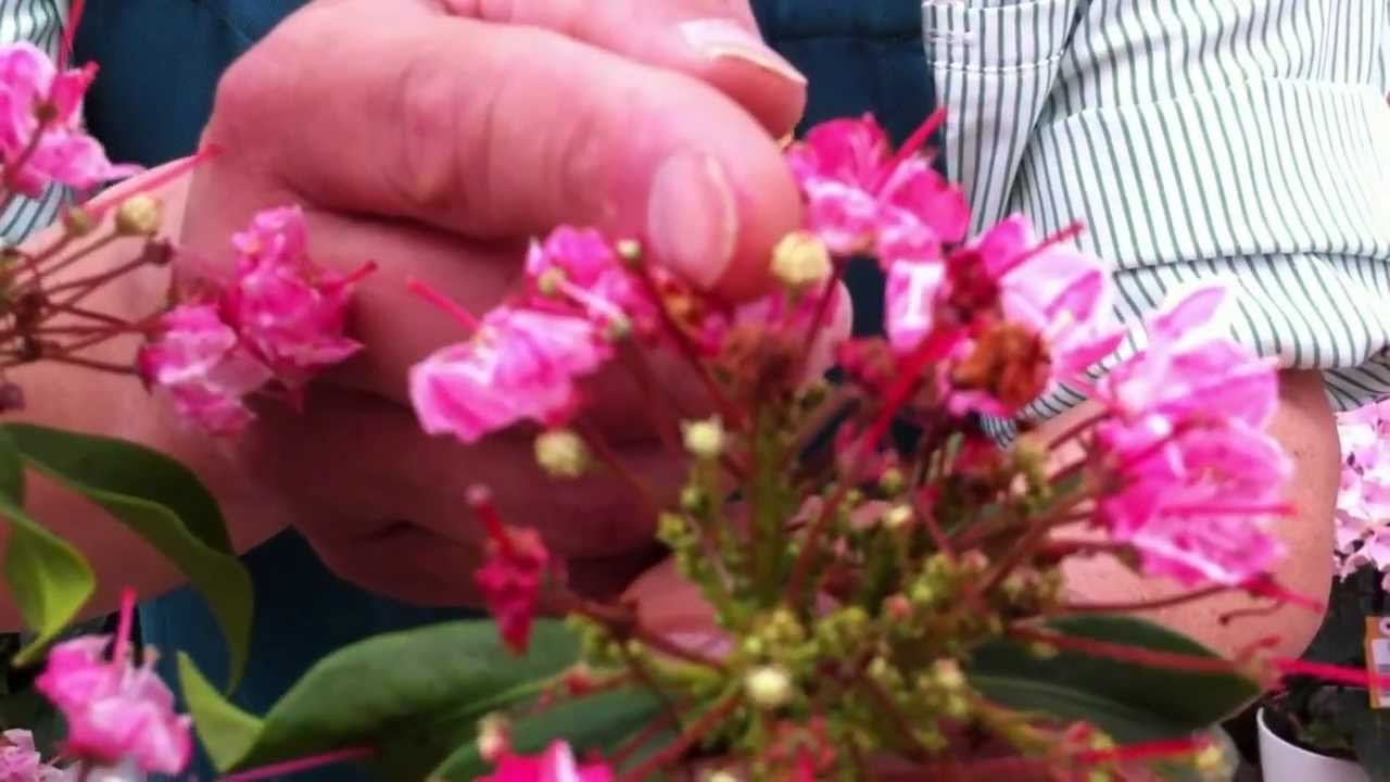カルミアの育て方 日常管理 花後の剪定 Youtube