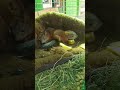 Какой чудесный день! #карендаллакян #funny #shorts #animal