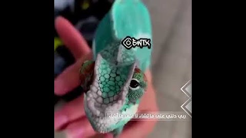 #حالات_واتس إسلامية تلاوة خاشعة تجعلك ترتاح نفسيا فقط استمع بقلبك