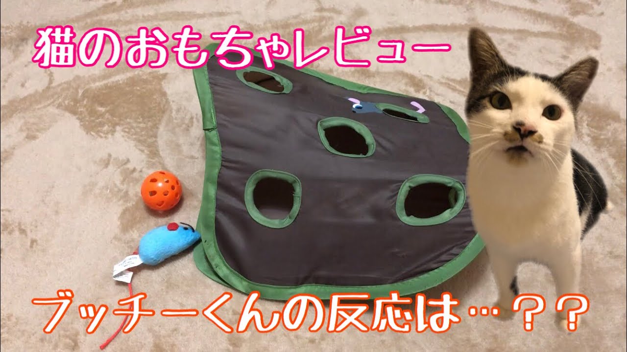 保護猫 カシャカシャするおもちゃレビュー ラグドール Youtube