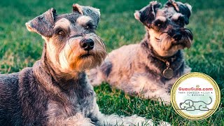 Schnauzer: Complete Care and Training Guide for This Lovely Dog Breed