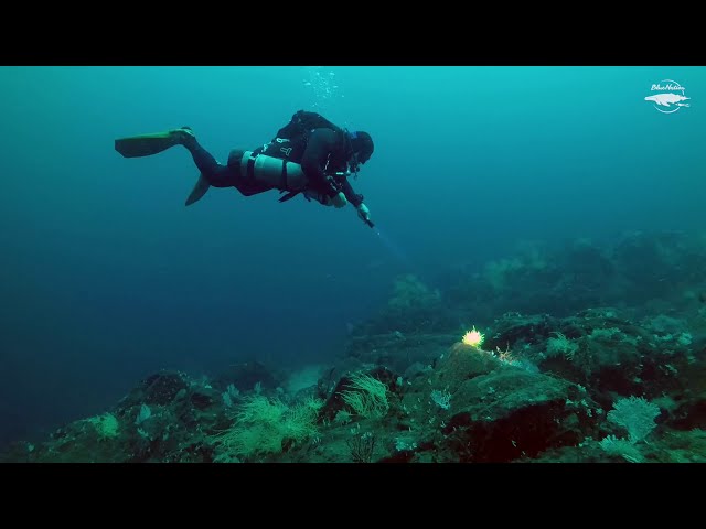 The Albino Garden: A new dive site!
