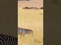 Zebra moms  exciting facts about the world advertising art amazingfacts artists creative fact