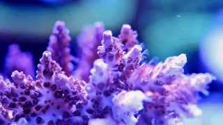 Polyp Extension