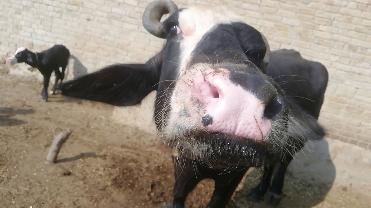 Watch beautiful Buffalo for sale in punjab Pakistan on YouTube - YouTube