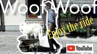 Dog Wheelbarrow Ride