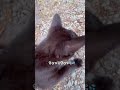 逃げてぇー#自給自足 #動物 #猫