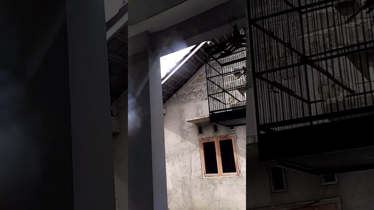 Kicau Burung 