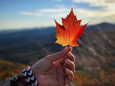 Beautiful Fall Colors