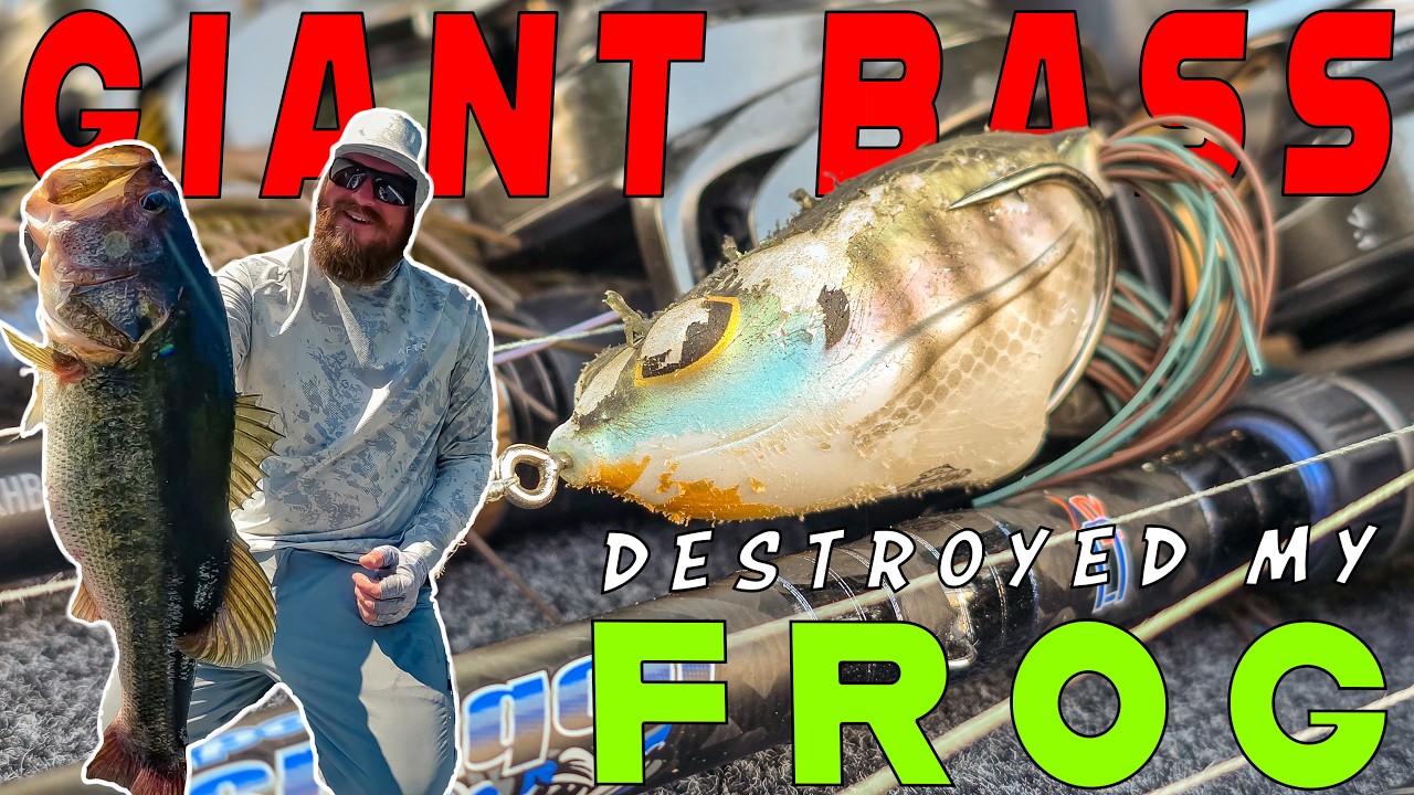 Catching GIANT Bass When Its HOT! (Shallow Water Tricks!)