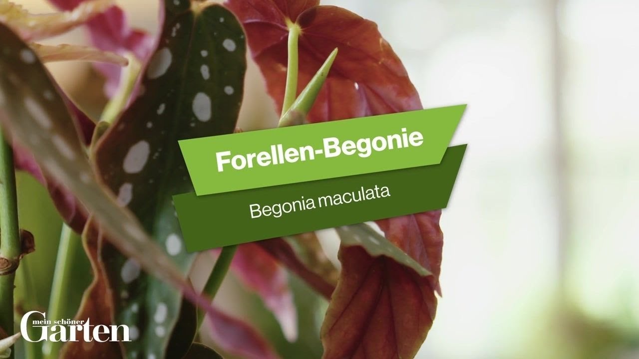 rhododendron kompost dngen Rhododendron Dnger von Flora Boost