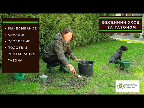 Video: Газон канча күнгө созулат? 20 фото Үрөн жазында себилгенден кийин дароо канчалык тез өнүп чыгат? Эмнеге кыштан кийин көтөрүлбөйт?