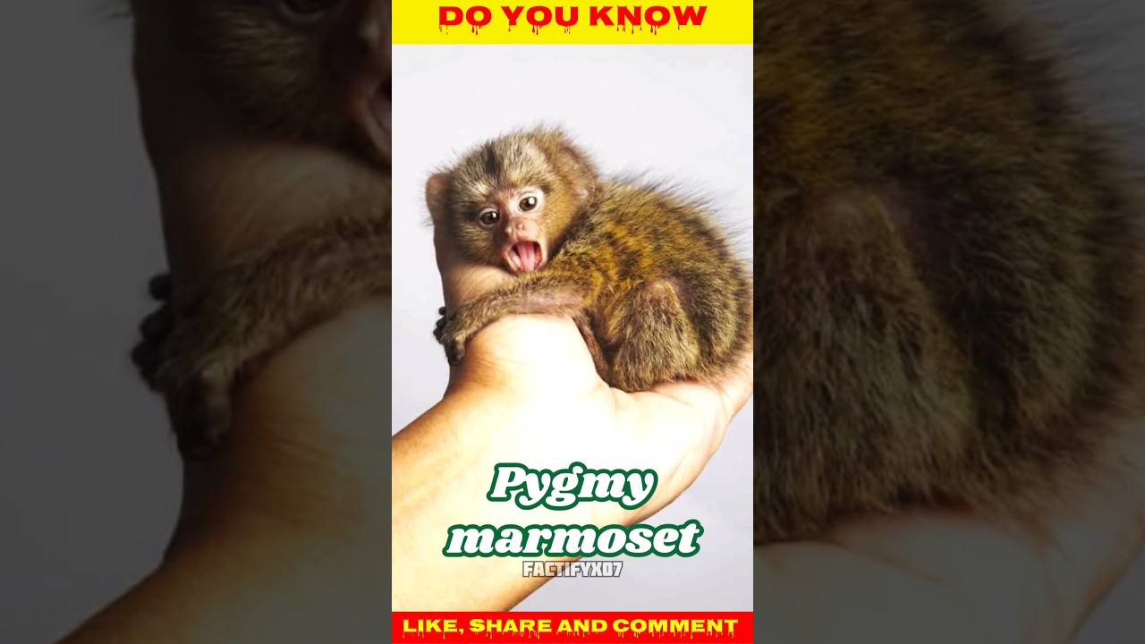 World’s Smallest Monkey 🐒 | Pygmy Marmoset Facts | Amazing Animal Shorts 