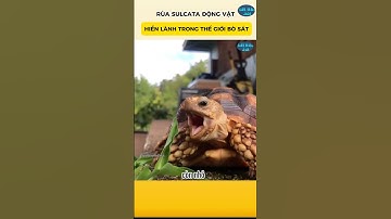 Rùa Sulcata Động Vật Hiền Lành Trong Thế Giới Bò Sát #khoahọcthúvi #animals #kiếnthức