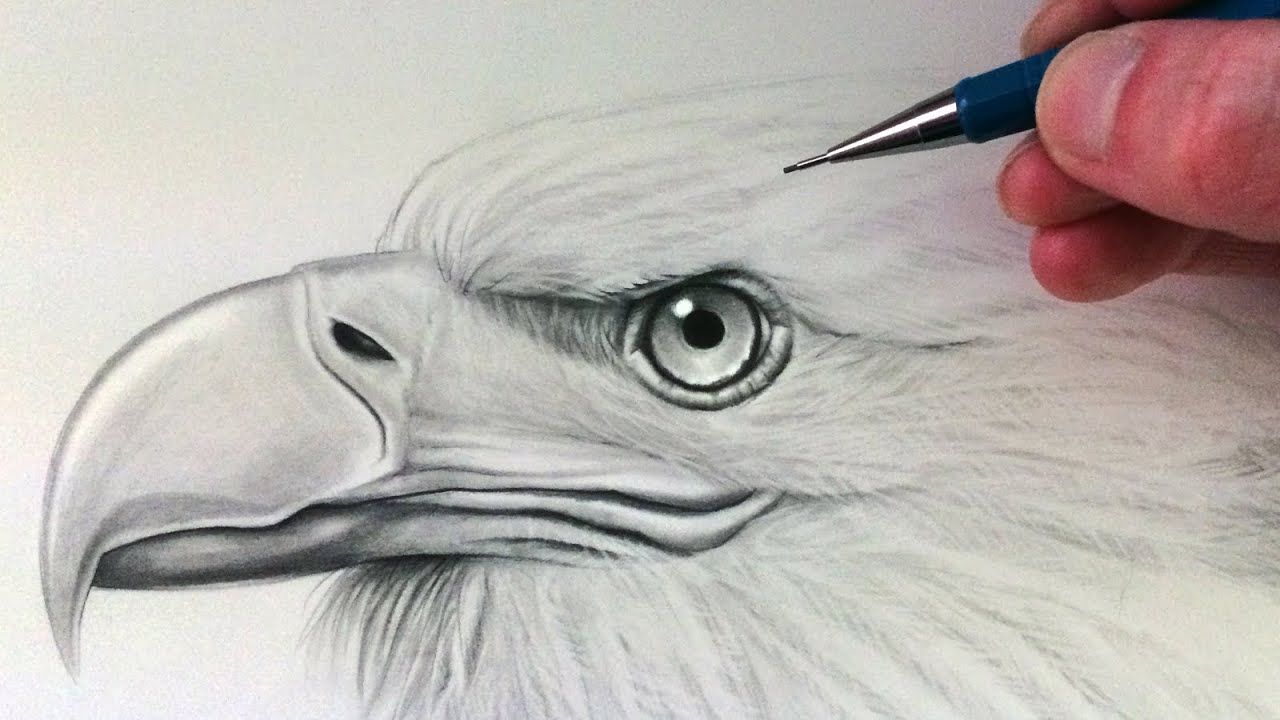 How to Draw a Realistic Bird Portrait in Pencil | Envato Tuts+