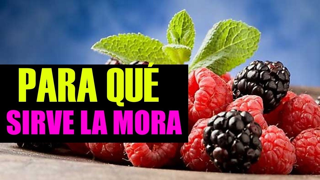 BENEFICIOS Y PROPIEDADES DE LAS MORAS. Para qué sirve la mora? YouTube BENEFICIOS Y PROPIEDADES DE LAS MORAS. Para qué sirve la mora? YouTube