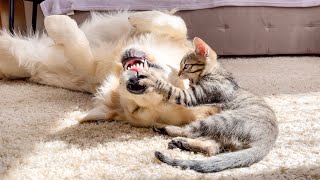 Poor Golden Retriever Attacked by Tiny Kitten