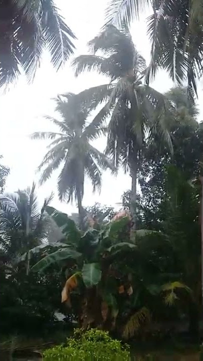 ini baru hujan || story wa lagi hujan #shorts
