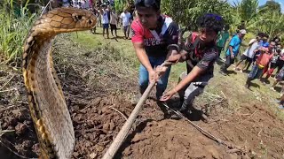 NAPAKALAKING KING COBRA SA TANAUAN BATANGAS SA WAKAS NAHULI NA#cobraprince