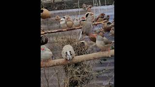 Hint Bülbülü Zebra Finch Finken Finches Songs Singing