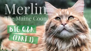 Merlin the Maine Coon - BIG Q&A (Part 1)! by Merlin the Maine Coon 1,266 views 3 years ago 2 minutes, 13 seconds