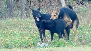 FANTASTIC PUPPIES FINDING NEW GIRLDFRIEND TO PRODUCE THEIR BABIES ON THE GREEN RICE FIELD IN VILLAGE