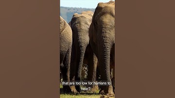 Infrasonic sounds of Elephnats