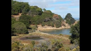 Preparing Marin Bayland Edges for Native Plant Conservation for Rapid Sea Level Rise and Climate