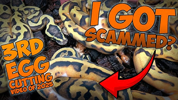 Scrambler x Pied EGG CUTTING! #ballpython #scrambler #piebald