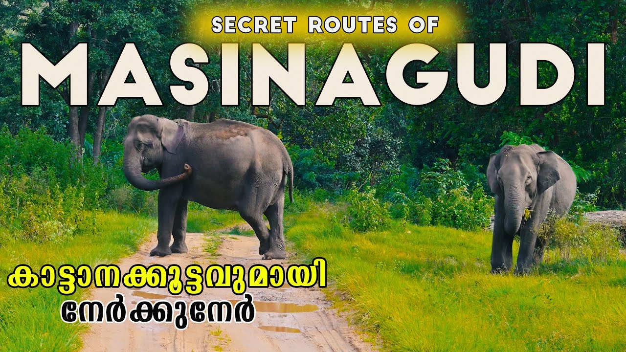 കാടിന് നടുവിൽ ഉള്ള ഈ  ഗ്രാമത്തിൽ ഒരു രാത്രി | Bamboo Banks Masinagudi