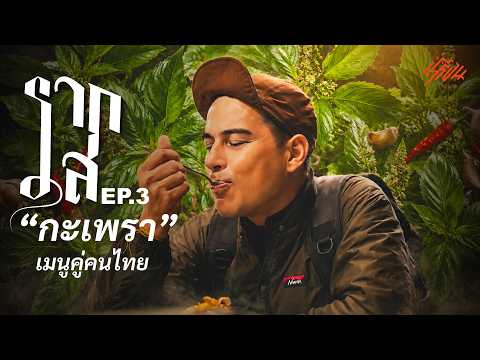 รากรส...ตอนกะเพรา เมนูคู่คนไทย
