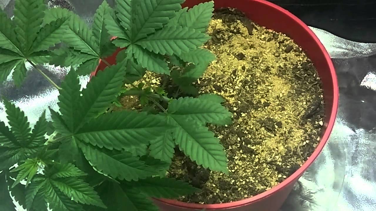 White widow update