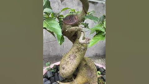 LÂU LÂU CẬP NHẬT LẠI KẾT QUẢ 1 SỐ CÂY SUNG KÍCH QUẢ BẰNG B3&H1 NGỌC LINH