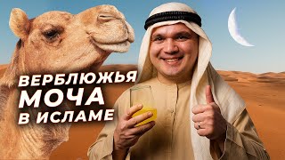 Зачем мусульмане пьют мочу верблюдов