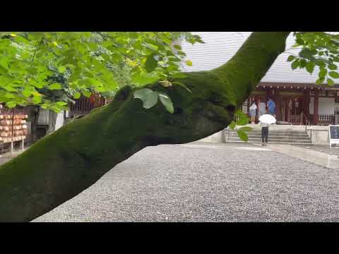 真夏の乃木坂に行ってみた！パート2　（乃木神社）＃乃木坂46＃聖地＃Nogizaka46　#乃木坂工事中＃柴田柚菜＃齋藤飛鳥