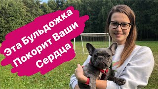 Французский Бульдог Бусинка/Голубой  Окрас/#kobzevbullz #кобзевбулз