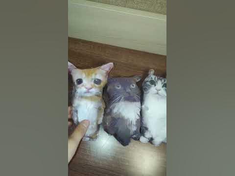 Кот Комару Мягкая Игрушка! #комару #коты #кот #дота #мягкиеигрушки # ...